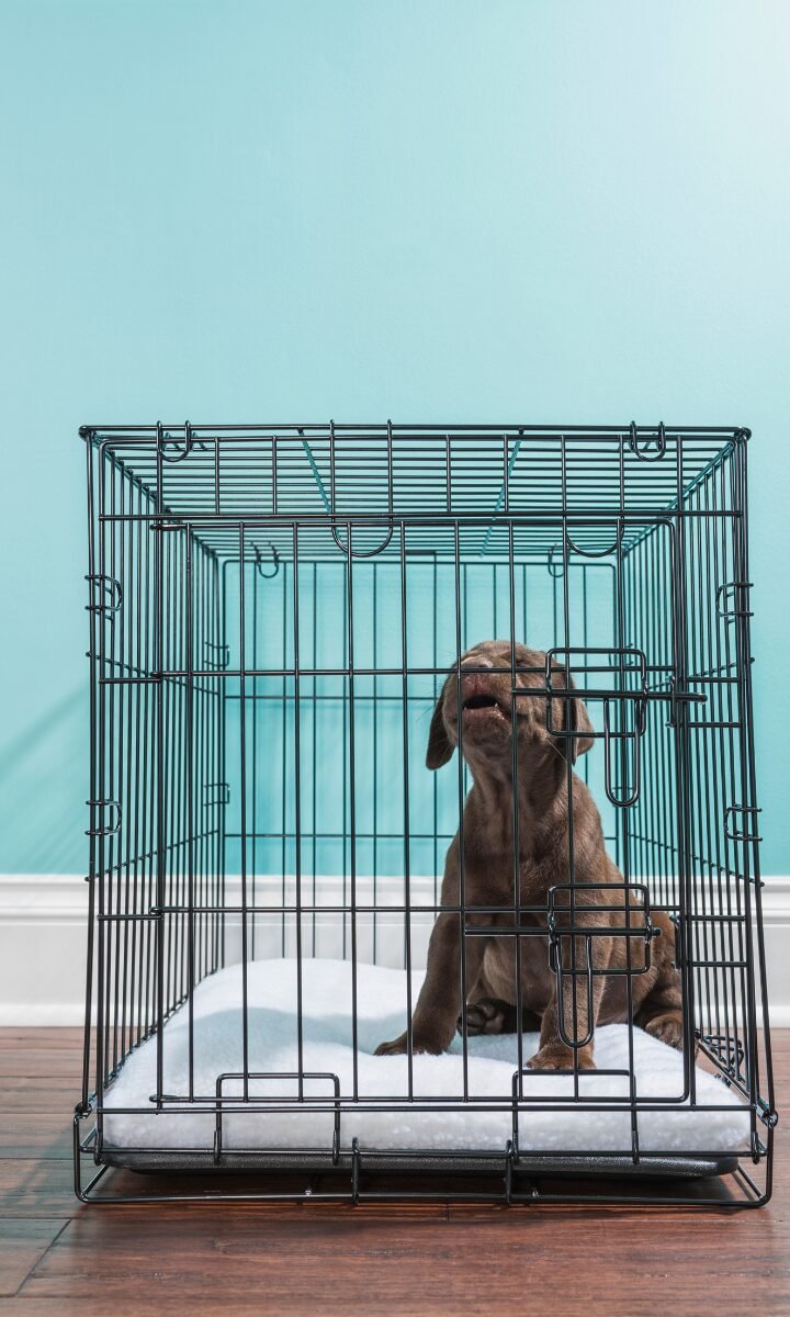 Para todas as raças